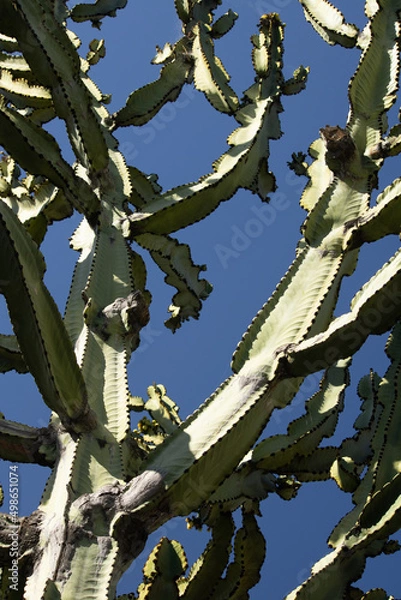Obraz Cactus to the Sky 