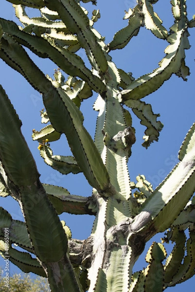 Obraz cactus in desert