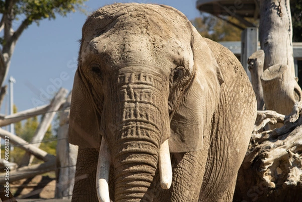 Obraz elephant in the zoo