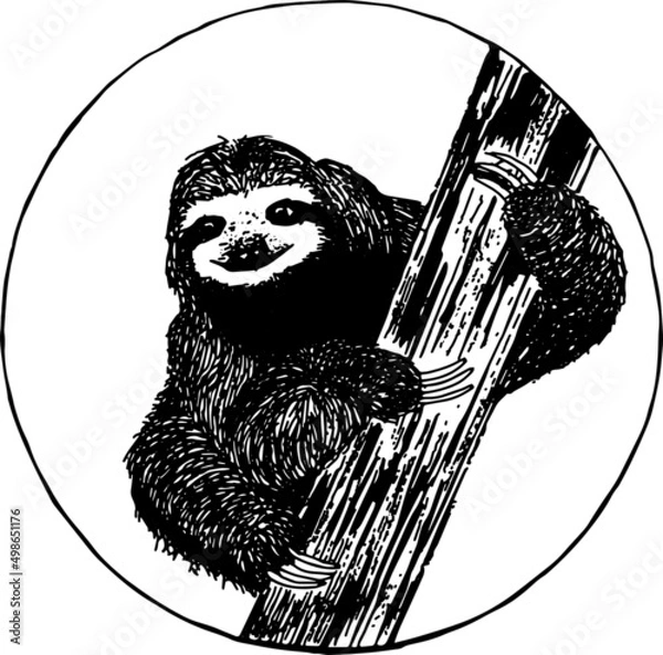 Obraz Sloth