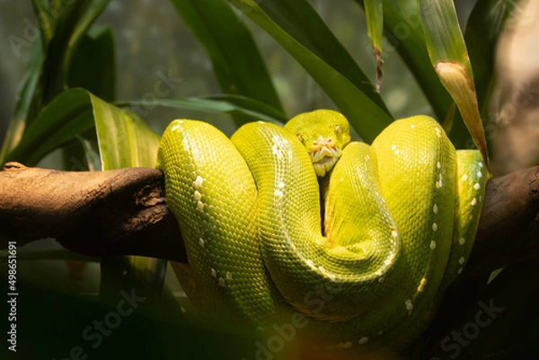 Obraz green snake in a tree