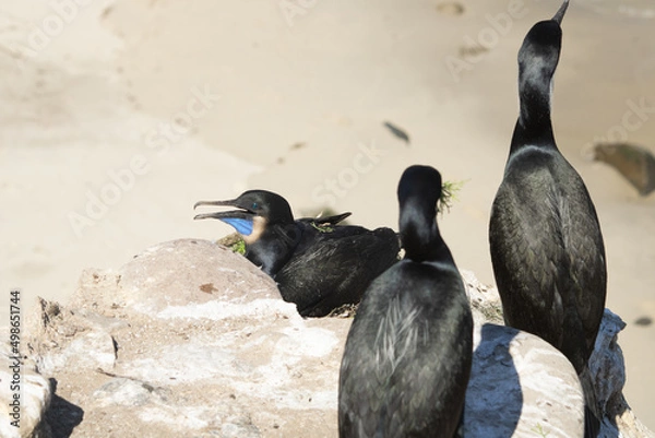 Obraz cormorant on a rock