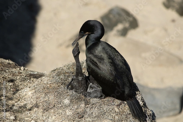 Obraz cormorant mom