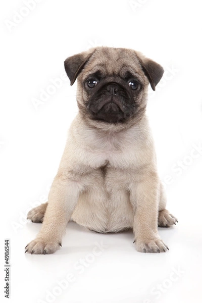 Fototapeta Pug puppy sitting on a white background in a studio.