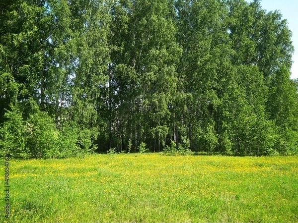 Fototapeta a field with yellow flowers in the grass dandelions in summer in a clearing in the forest landscape in Siberia