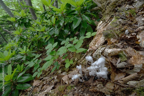 Fototapeta 森林のギンリョウソウ（北海道・知床）
