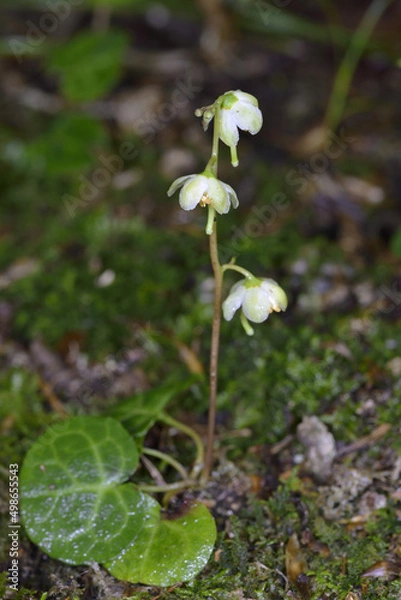 Fototapeta ジンヨウイチヤクソウ（北海道・知床）
