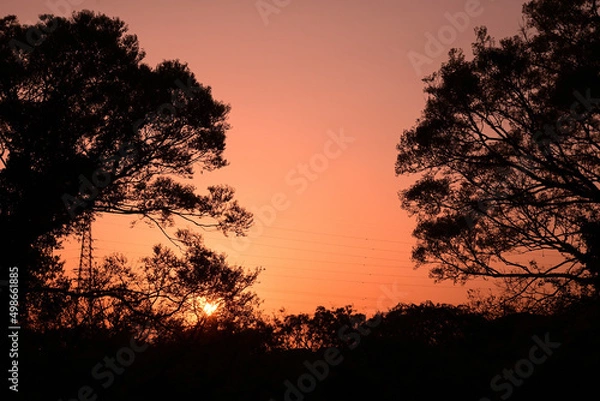Fototapeta 夕焼け　シルエット　木々