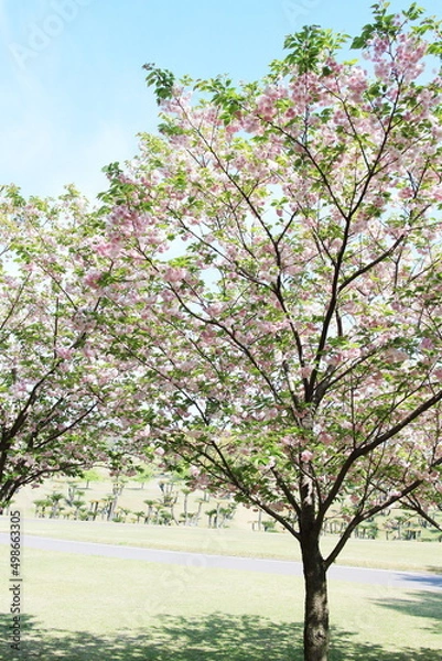 Fototapeta 満開に咲いた八重桜の木