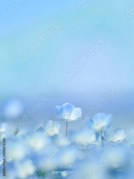 Fototapeta ネモフィラ