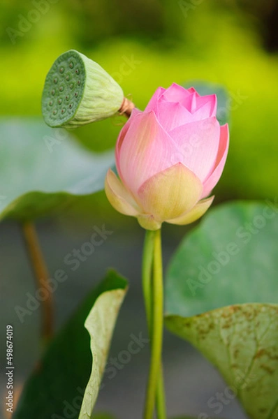 Fototapeta A Young Pink Lotus Flower
