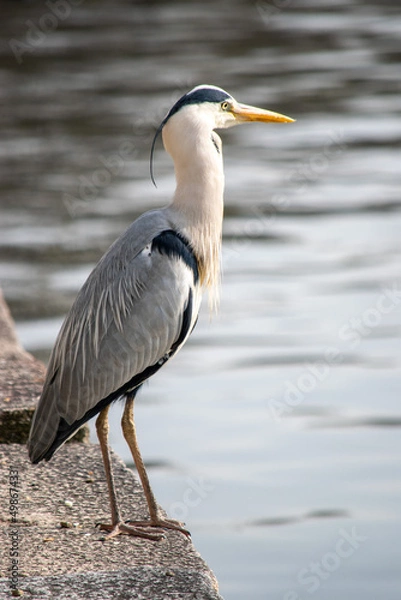 Obraz great blue heron