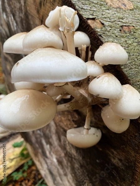 Obraz Mushroom on a felled beech tree