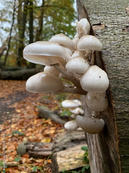 Fototapeta Mushroom on a felled beech tree