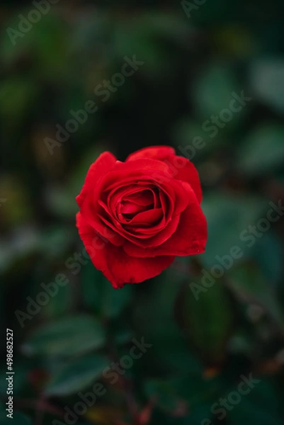 Obraz red rose in garden background