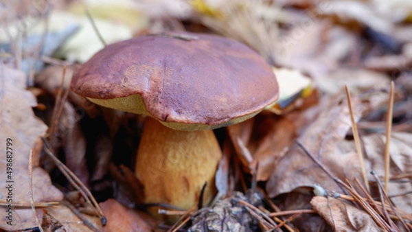 Fototapeta Mushrooms in the forest. Edible mushroom in a pine forest. Close-up photo. Whild Mushrooms outdoors in the forest in autumn