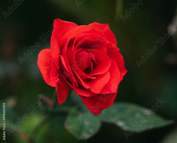 Obraz red rose in garden background