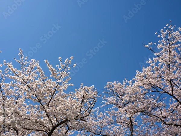 Fototapeta さくらと空の素材