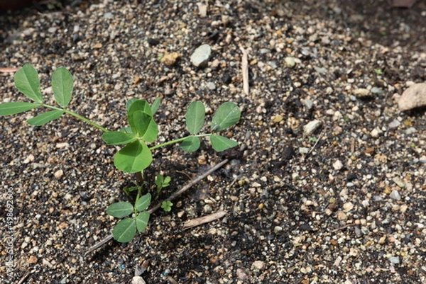 Obraz 落花生　千葉半立の幼苗