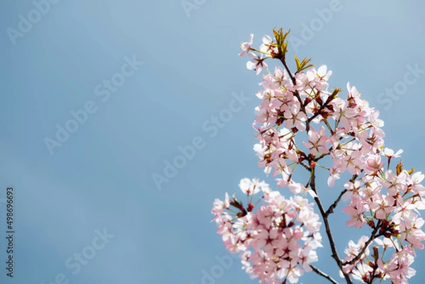 Fototapeta A spring pink flowers backgrounds