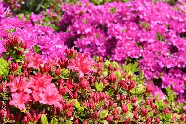 Obraz ピンク色の花　ツツジ