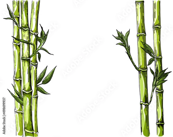 Fototapeta Bamboo: stem and leaves of bamboo. Colored vector hand drawing isolated on white background.