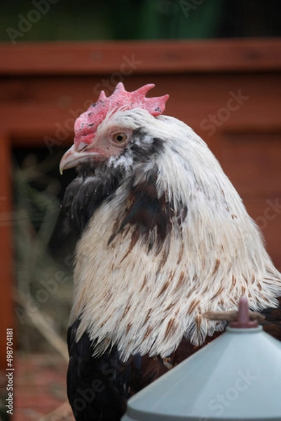 Fototapeta poule et coq de race faverolle