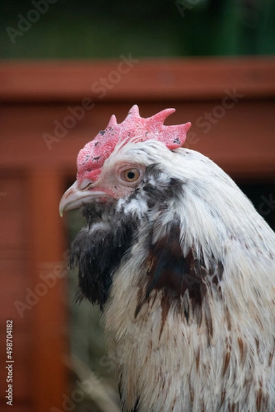 Fototapeta poule et coq de race faverolle