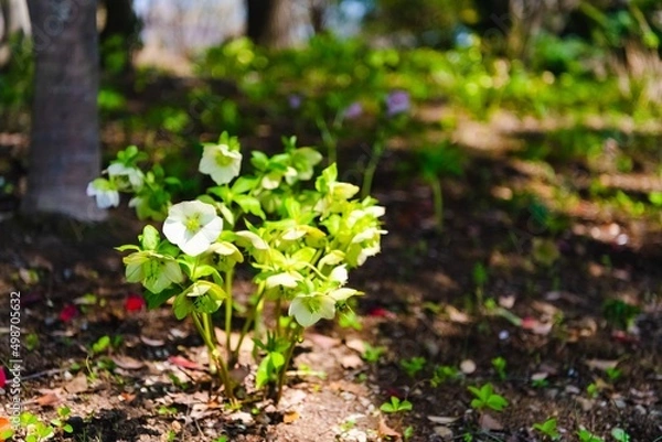 Fototapeta flowers in the forest