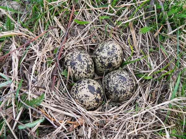Fototapeta Lapwing nest in a meadow in the floodplain of the Pripyat River