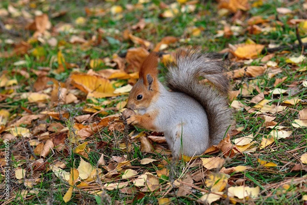 Fototapeta Squirrel with a nut