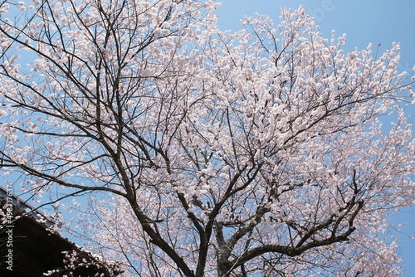 Fototapeta サクラ