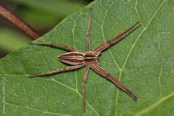 Obraz Female nursery web spider ( Pisaura mirabilis ) sitting on a green leaf