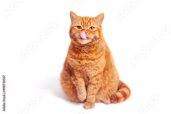 Obraz Portrait of funny ginger british cat licks on white background