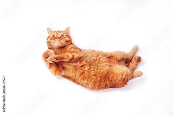 Obraz Ginger british cat stretching on white studio background