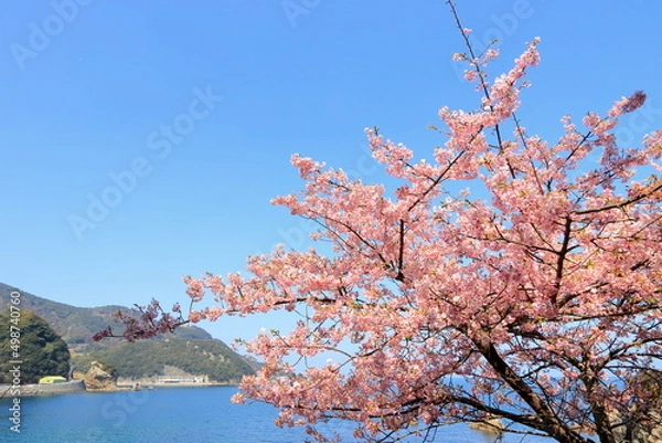 Fototapeta 海沿いに咲く河津桜