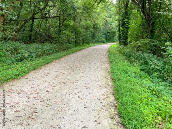 Obraz Trail in green woods with trees