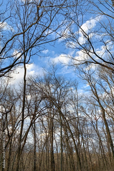 Obraz Autumn trees in forest with blue sky