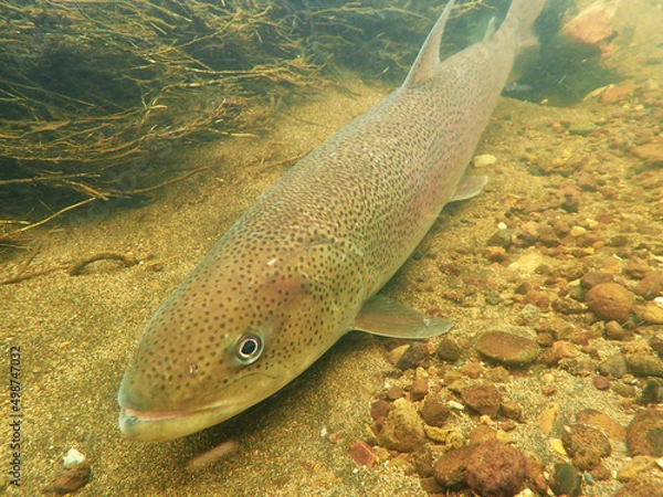 Obraz Phantom fish Ito in eastern Hokkaido