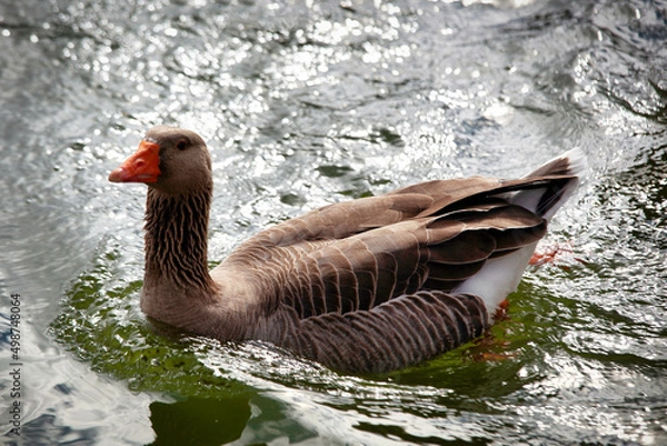 Obraz goose on the water