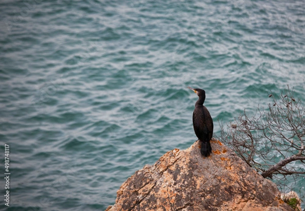 Obraz cormorant on rock