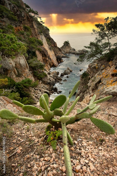 Obraz tree on the beach
