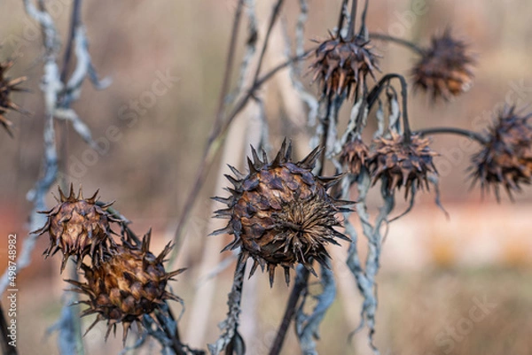 Obraz ausgetrocknete Distel