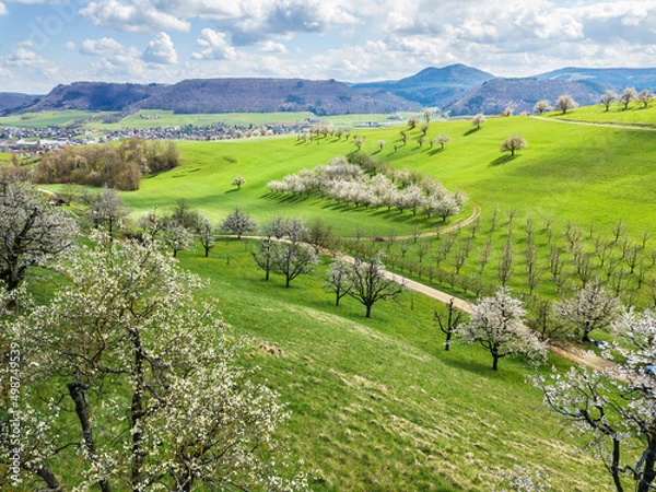 Obraz Aerial view of the Swiss village Fricktal with blooming orchard garden over the hill