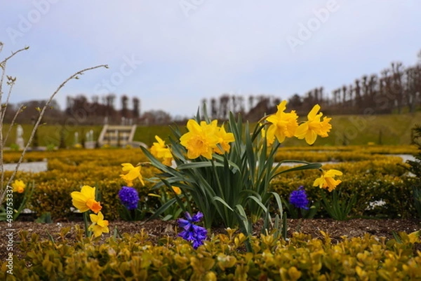 Fototapeta Daffodils at easter