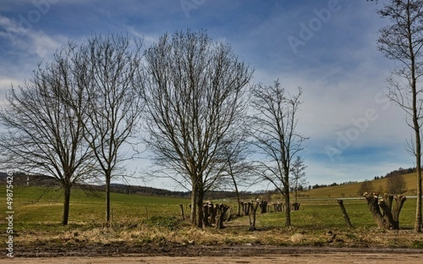 Obraz Eine Baumallee an einer Landstrasse.