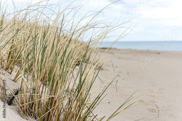 Fototapeta Plaża na Cyplu, Półwysep Helski w Polsce. Roślinność rosnąca na wydmach.