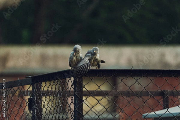 Obraz bird on a fence
