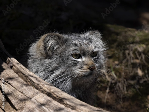 Fototapeta The Pallas´ cat, Otocolobus manul, is one of the most beautiful felines