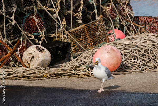 Obraz seagull in the port